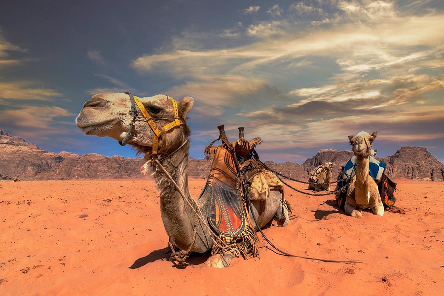 Camel Riding-2
